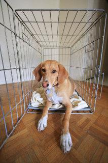 Dog Crate: Image by TheGiantVermin, Flickr