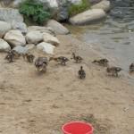 Feeding the Duckies