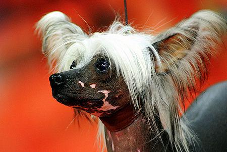 8 Weirdest Dog Breeds Ever
