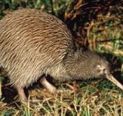 Kiwi Kiwi
