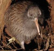 Kiwi Kiwi