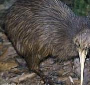Kiwi Kiwi