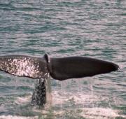 Sperm Whale Sperm Whale