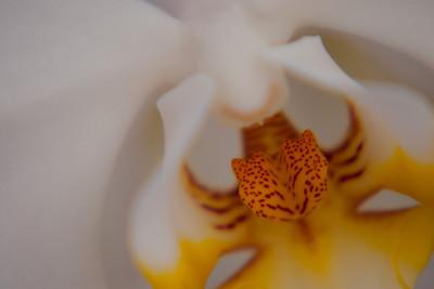 Orchid Orchid