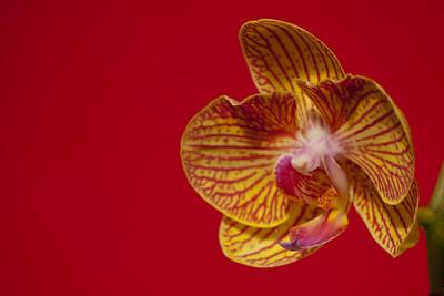 Orchid Orchid