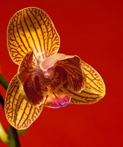 Orchid Orchid