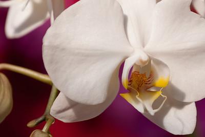 Orchid Orchid