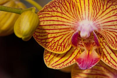 Orchid Orchid