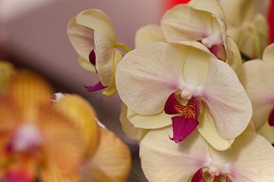 Orchid Orchid
