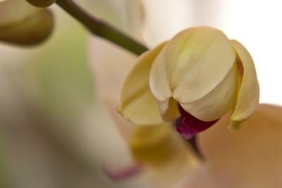 Orchid Orchid