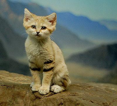 The Sand Cat - Desert Cat Extraordinaire The Sand Cat - Desert Cat Extraordinaire