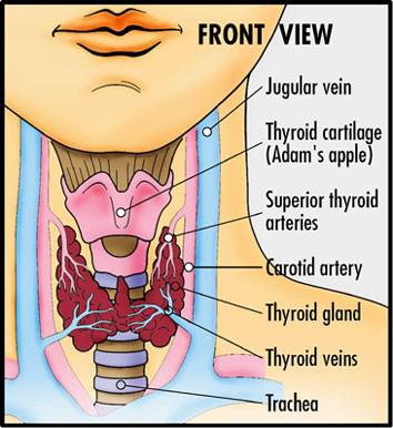 Thyroid Health Program: Part 1