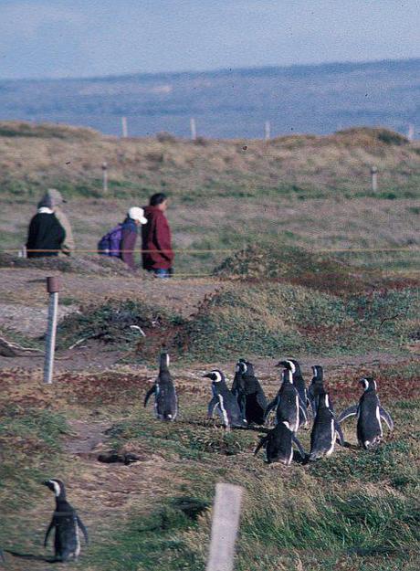 Patagonian Penguins Patagonian Penguins