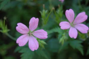 Geranium 'Wargrave Pink' flower (03/06/2011)