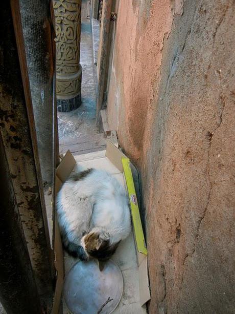 Cats/ Morocco Edition Part I