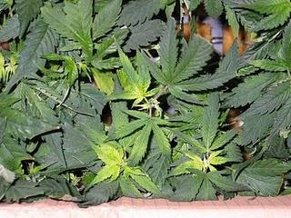 The Pothead Pass Poll The Pothead Pass Poll