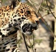 Featured Animal: Jaguar - Paperblog