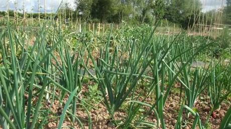 2011_06240003 Allotment – mid-year review