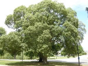 Quercus suber (08/06/2011, Cambridge)