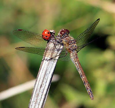 LADYBIRDS AND DRAGONFLIES