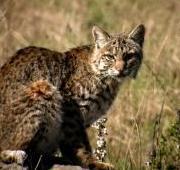 Bobcat Bobcat
