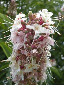 Aesculus californica flower (08/06/2011, Cambridge)