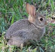 Rabbit Rabbit