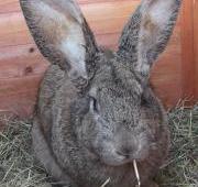 Rabbit Rabbit