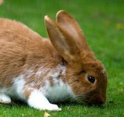 Rabbit Rabbit