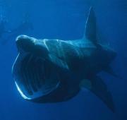 Basking Shark Basking Shark