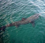 Basking Shark Basking Shark