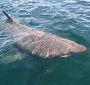 Basking Shark Basking Shark