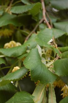 Tilia tomentosa 'Petiolaris' Leaf (28/07/2012, Kew Gardens, London)