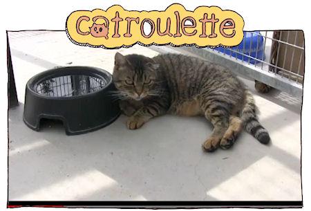 Catroulette Catroulette