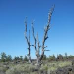 Petrified Tree in Craters of the Moon