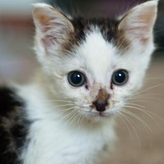 Kitten!: Image by CarbonNYC, Flickr