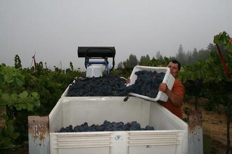 VIDEO WINEMAKER SERIES: The 21 Flavors of David Coffaro Wines in Dry Creek Valley VIDEO WINEMAKER SERIES: The 21 Flavors of David Coffaro Wines in Dry Creek Valley