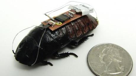 One of the 'backpack'-equipped remote-control Madagascar hissing cockroaches 