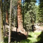 Giant Sequoia National Forest 3 Giant Sequoia National Forest 3