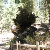 Giant Sequoia National Forest felled tree 2 Giant Sequoia National Forest felled tree 2