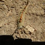 Giant Sequoia National Forest Critter Giant Sequoia National Forest Critter