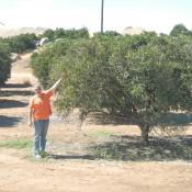 Kenin picking a Valencia Orange Kenin picking a Valencia Orange