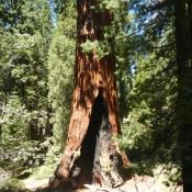 Giant Sequoia National Forest Grants Tree 2 Giant Sequoia National Forest Grants Tree 2