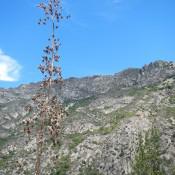 Kings Canyon National Park - Driving Down 4 Kings Canyon National Park - Driving Down 4