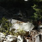 Giant Sequoia National Forest 4 Giant Sequoia National Forest 4