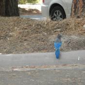 Beautiful Blue Bird Beautiful Blue Bird