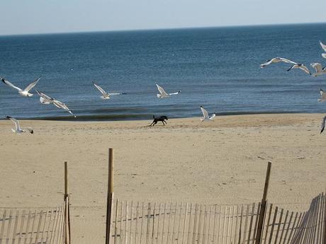 Dogs Keep Beaches Free from Seagulls
