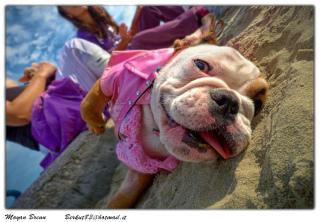 Funny Bulldog: Image by Moyan_Brenn_BE_BACK_on_3th_SEPT, Flickr