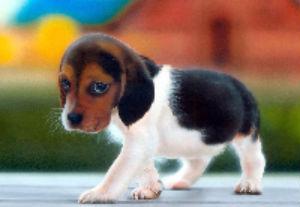 Beagle Puppy: Image by Filmismylove, Flickr