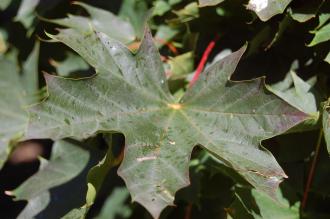 Acer platanoides Leaf (08/09/2012, Kew Gardens, London)